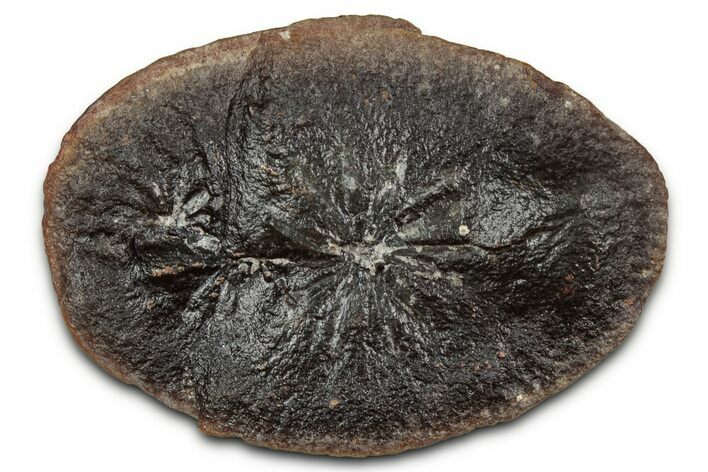 Fossil Horsetail (Annularia) Nodule Half - Mazon Creek #336186